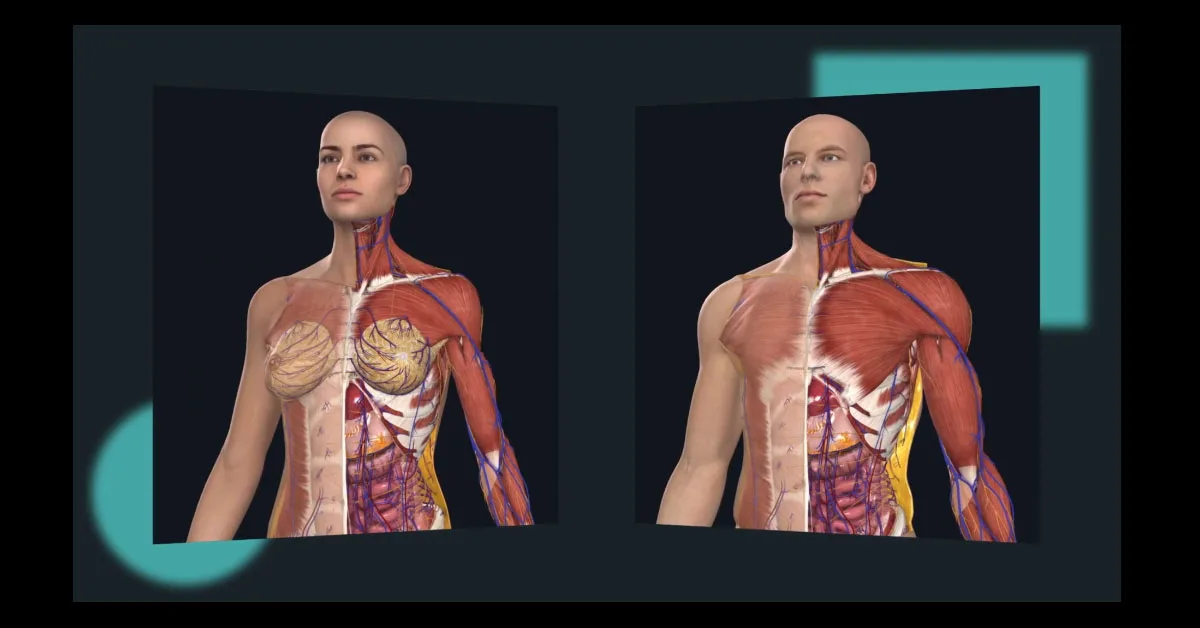 With Complete Anatomy's new full female model, created by Elsevier's 3D4Medical, users can switch between detailed female and male images with one click. Watch a video of how it works below.